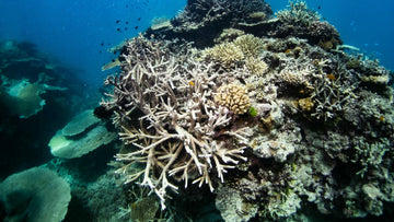 Enough is Enough: The Truth About "Reef-Safe" Greenwashing